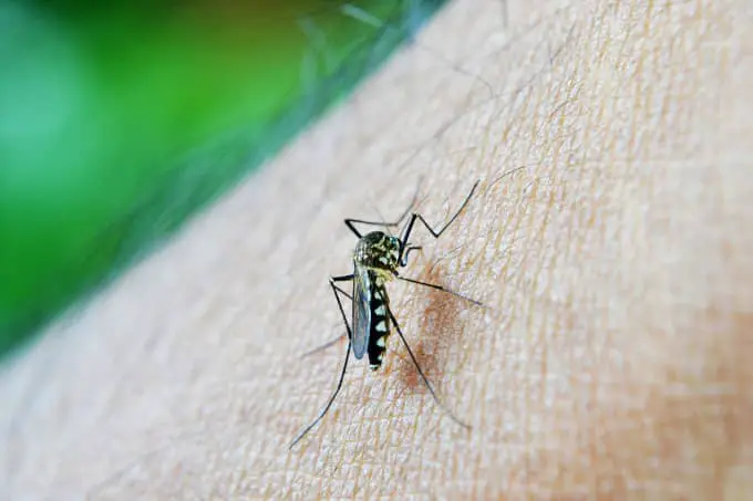 denguefever
