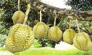 This image has an empty alt attribute; its file name is durian9-1.jpg