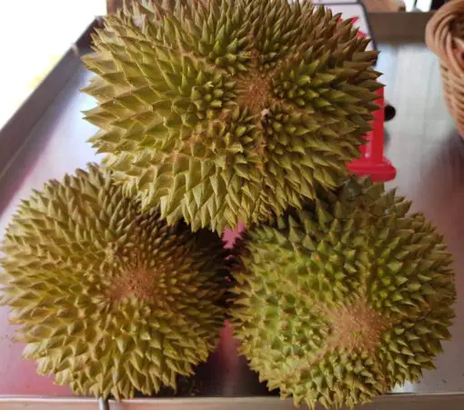 how to open a durian fruit
