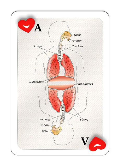 heart-and-lungs-anatomy